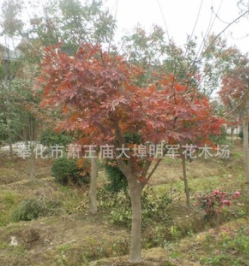 供應【 紅楓 羽毛楓 雞爪楓 】 各種大小規格.