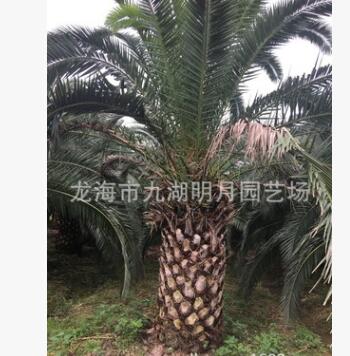 加拿利海棗頭 地徑30~80cm 桿高30~350cm 基地直銷(xiāo)