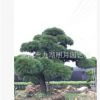 【精品別墅】黑松盆景 造型黑松 日本黑松 大阪松 產(chǎn)地福建