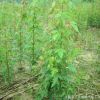 基地直銷綠化苗木 三角楓小苗 品種規格齊全 綠化工程苗
