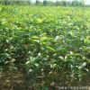 批發庭院觀花植物 桂花小苗 正宗嫁接桂花樹小苗 可盆栽桂花