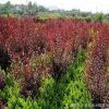 批發園林綠化苗木 紅葉李苗 品種規格齊全
