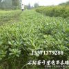 基地供應 海桐小苗 種植基地直銷 量大從優 規格齊全 四季常青