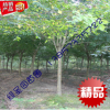 5公分無(wú)患子樹(shù)苗 工程綠化苗圃種植