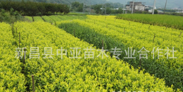 開發(fā)高檔茶葉 黃金芽