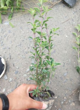 六月雪小杯 水生植物 水生花卉 灌木花卉 園林綠化 常綠喬木