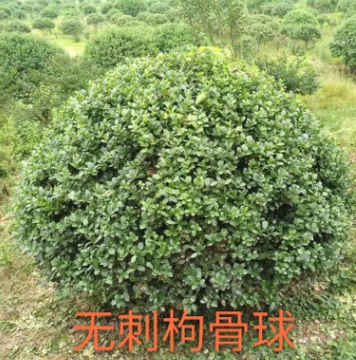 無刺構骨球 蕭山 灌木花卉 園林綠化 常綠喬木 水生植物 水生花卉