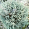 藍(lán)冰柏 灌木花卉 園林綠化 常綠喬木 水生植物 水生花卉