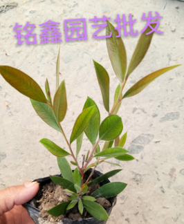 紅千層 灌木花卉 園林綠化 常綠喬木 水生植物 水生花卉