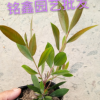 紅千層 灌木花卉 園林綠化 常綠喬木 水生植物 水生花卉