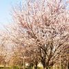 產(chǎn)地直銷櫻花綠化風(fēng)景樹 染井吉野櫻花 喬木 櫻花產(chǎn)地 櫻花