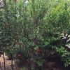 叢生石榴直銷綠化風(fēng)景樹 叢生石榴 石榴樹 石榴綠化苗木