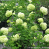 供應(yīng)綠化苗木優(yōu)質(zhì)繡球八仙花 木繡球 大量批發(fā) 價(jià)格實(shí)惠