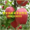 山東果樹基地出售紅富士蘋果樹，各種早中晚熟蘋果樹華碩蘋果樹苗