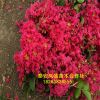 基地批發百日紅樹 3-5公分百日紅樹 各種規格齊全量大從優