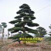 面向全國出售黑松樹苗 批發零售山東黑松苗 黑松苗. 量大從優.