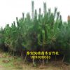 基地出售黑松樹樹黑松盆景 規(guī)格齊全四季常青 成活率極高價(jià)低
