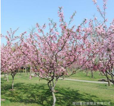 垂絲海棠樹(shù)苗批發(fā)綠化苗木庭院觀賞植物別墅風(fēng)景樹(shù) 西府海棠