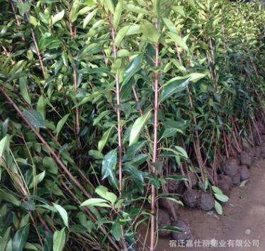 庭院綠化苗木法國(guó)冬青北海道日本珊瑚樹(shù)庭院籬笆墻四季常青樹(shù)苗