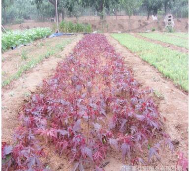 苗圃批發(fā)日本紅楓樹(shù)苗行道樹(shù)綠化苗木庭院觀賞紅楓小苗秋火焰