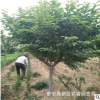櫻花 山東5公分櫻花樹價格 泰安1公分2公分3公分櫻花樹苗價格 產(chǎn)