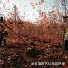 批發(fā)嫁接美國紅楓樹苗 山東6公分美國紅楓樹價格 7公分秋火焰價格