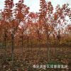 現(xiàn)貨供應8公分美國紅楓樹苗價格 10公分紅楓樹產(chǎn)地 圖片