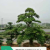 工程綠化造型羅漢松 羅漢松苗 品種優良成活率高 羅漢松價格