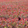 紅葉石楠容器苗 紅葉石楠種子 紅葉石楠扦插 紅葉石楠種苗