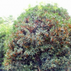供應各種規格桂花樹 成活率高高品質桂花樹