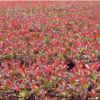 基地常年大量直銷紅葉石楠插扦苗紅葉石楠色塊苗