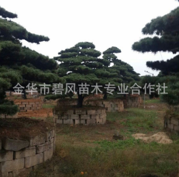 供應(yīng)優(yōu)良大型五針松 造型樹 別墅室內(nèi)盆景 五針松大型造型