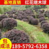 基地直銷工程綠化紅花繼木球 景觀樹 紅花繼木球規格齊全