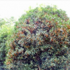. 廠家直銷 供應 金華 各種規格 桂花