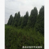 塔松 可用于濕地綠化 防塵 殺菌 庭院觀賞 蠡縣喬木基地專業(yè)培育