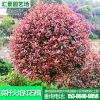批發供應高桿火焰紅石楠 基地批發規格多樣 火焰紅石楠出售