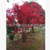 紅楓原生叢生獨桿紅楓農戶底價品質保障假一賠十鄭重承諾基地批發