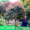 新品高桿小葉火焰紅葉石楠樹 常綠灌木園林綠化苗木紅葉石楠