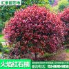 火焰紅石楠球 常綠紅葉石楠球 基地直銷 綠化工程木
