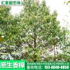 原生香樟 直銷香樟 綠化喬木 原生香樟樹 價格優惠 基地直銷