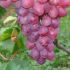 專業(yè)供應(yīng)粉紅亞都蜜葡萄苗種 高穩(wěn)產(chǎn)性葡萄苗 肉質(zhì)硬而脆葡萄苗