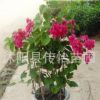 紅花三角梅盆栽地栽庭院攀援花卉綠植 重瓣大苗批發(fā)三角梅樹(shù)苗