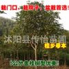 嫁接桂花樹(shù)苗 桂花苗盆栽盆景 有丹桂金桂朱砂桂沉香桂月桂帶花苞