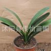 君子蘭苗 室內(nèi)辦公室綠植盆景 盆栽花卉植物 君子蘭小圓頭 短葉