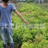 苗圃直銷(xiāo)紫藤苗 綠化工程苗 庭院攀爬植物