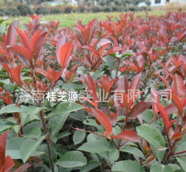 批發(fā)各種苗木 長(zhǎng)期供應(yīng)紅葉石楠 特級(jí)花卉紅葉石楠