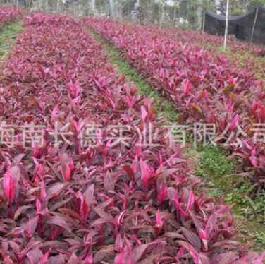 批發(fā)苗木 各種規(guī)格優(yōu)質朱蕉