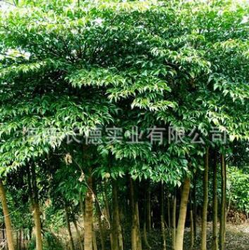 供應海南綠化苗木晃傘楓