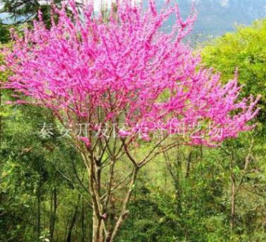 行道綠化紫荊 大量銷售紫荊 廠家直銷優(yōu)質(zhì)紫荊