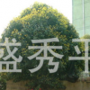 出售23公分大桂花樹 及各種規格桂花 綠化苗木